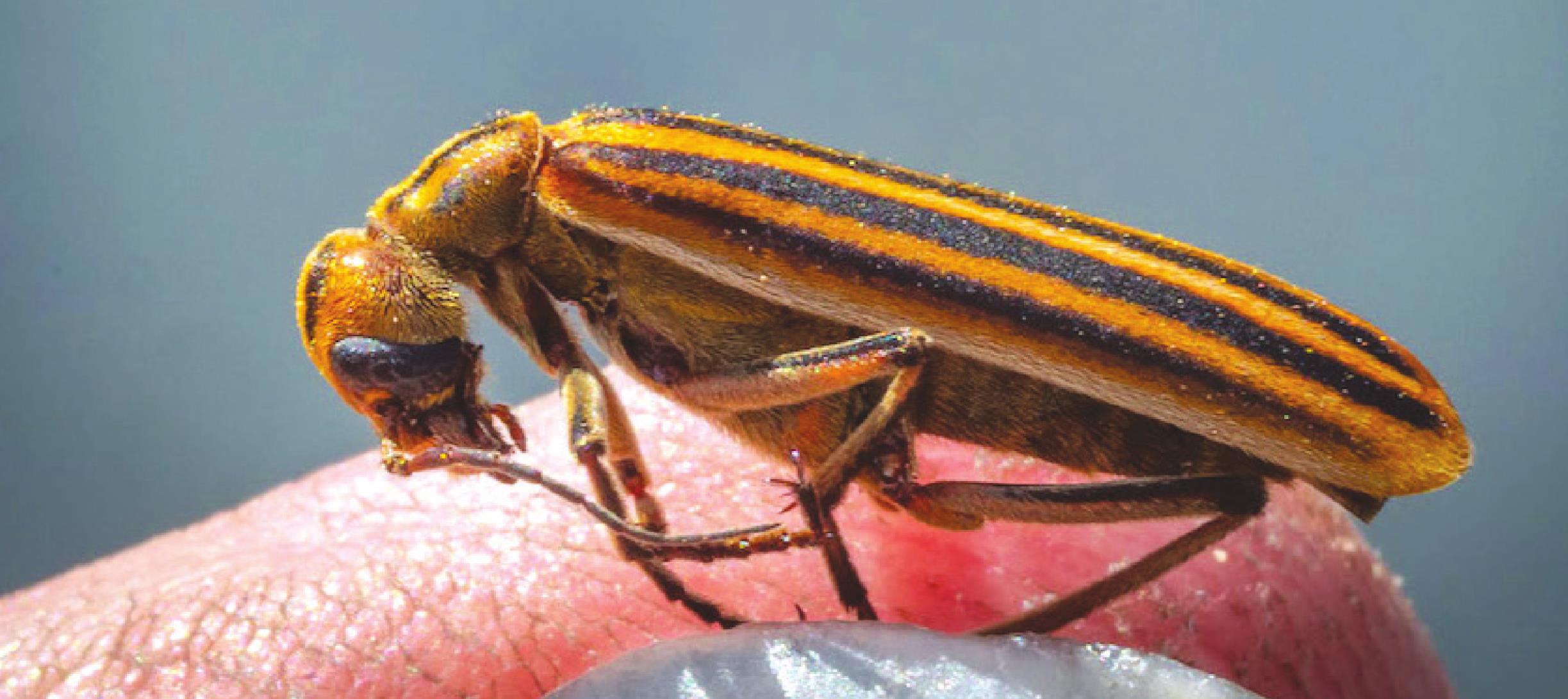 In the peak of summer, blister beetles can lurk in alfalfa hay that is baled and fed to horses. (Photo by Todd Johnson, OSU Agricultural Communications Services)