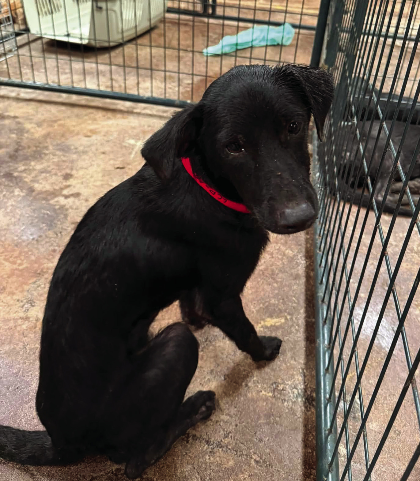 Authorities say this dog was rescued from a Logan County property where investigators allege multiple animals were living in deplorable conditions. Photo courtesy of The Humane Society of Tulsa.