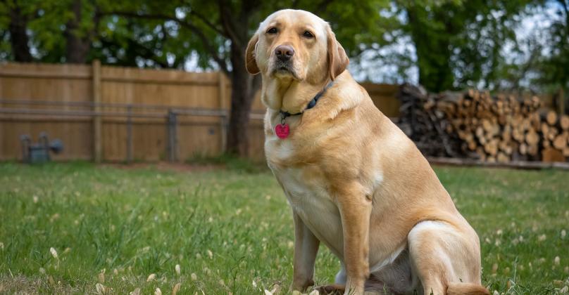 Furry, four-legged family members depend on their humans for proper care. Making sure they are safe from pests and parasites is important for overall pet health. (Photo by Todd Johnson, OSU Agricultural Communications Services)