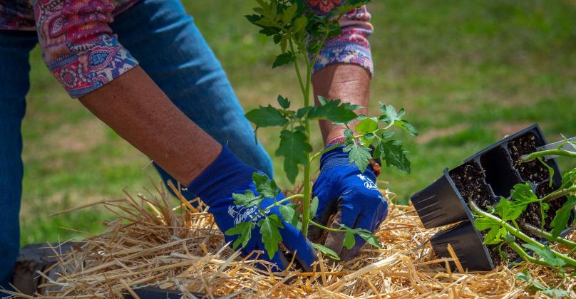 Straw bale gardening is a great option for those who may be dealing with poor soil quality but still want garden-fresh vegetables. (Photo by Todd Johnson, OSU Agricultural Communications Services)