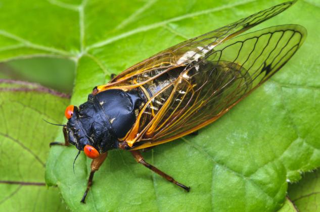 Periodical cicadas feed underground as nymphs before emerging in the summer to mate, lay eggs in trees and complete their life cycle.