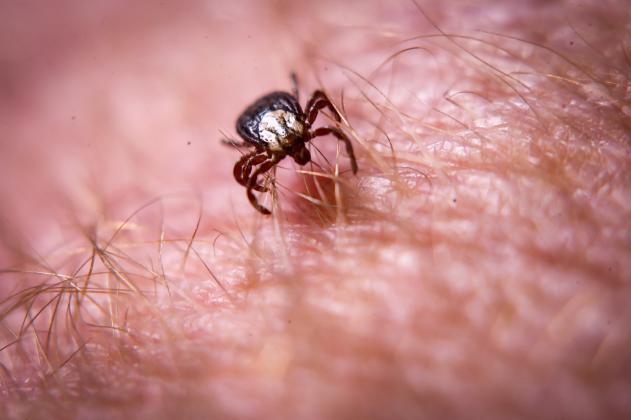 Tick activity is on the rise in Oklahoma, according to OSU experts. (Photo by Todd Johnson, OSU Agricultural Communications Services)