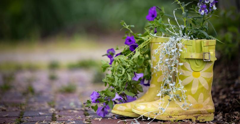 This old pair of rain boots makes an adorable planter that adds whimsy and visual interest to any garden. (Photo by Todd Johnson, OSU Agricultural Communications Services)