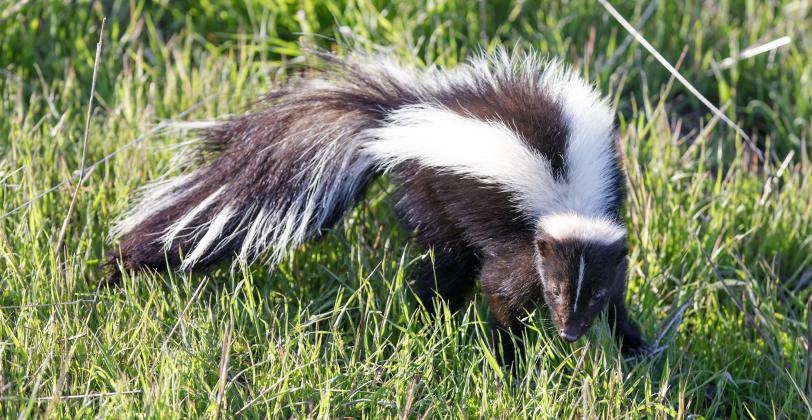 Skunks and bats are the two biggest carriers of rabies in Oklahoma. A trip to a local veterinarian for the vaccine will help protect household pets.