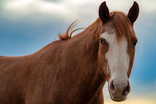 Horses are popular in Oklahoma, numbering about 250,000 animals. (Photo by Todd Johnson, OSU Agricultural Communications Services)