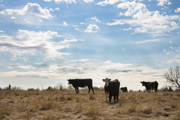 The anaplasmosis test helps producers save money by screening for detection in the field with one or two cows, rather than testing the entire herd. (Photo by Todd Johnson, OSU Agricultural Communications Services)