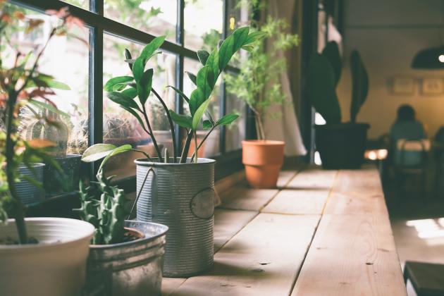 Plants must acclimate to lower light levels and should be moved indoors before night temperatures drop below 45 degrees Fahrenheit.