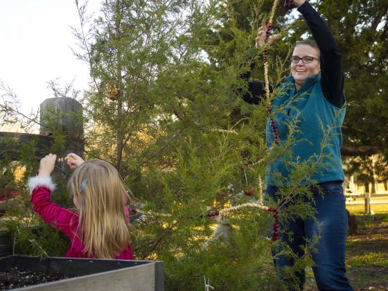 Families can still get a lot of fun and joy from their fresh-cut Christmas trees after the holidays by turning them into bird feeders. (Photo by Todd Johnson, OSU Agricultural Communications Services)