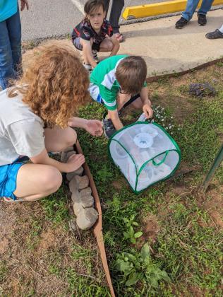 butterflies release