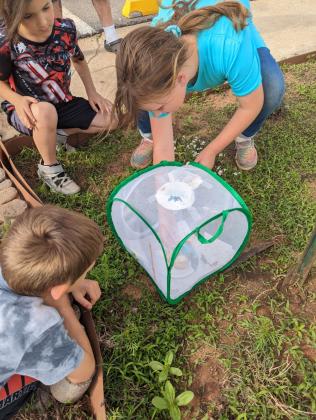 butterflies release