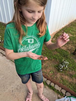 butterflies release
