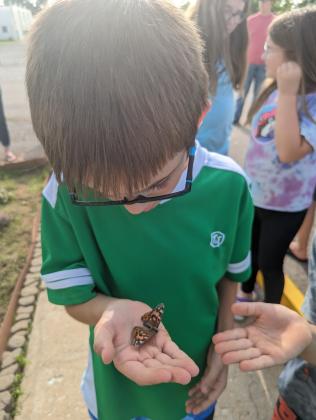 butterflies release