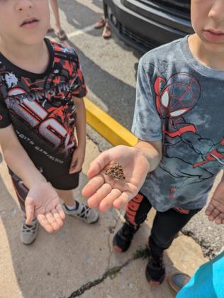 butterflies release