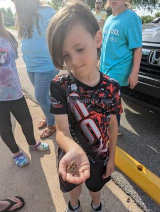 butterflies release