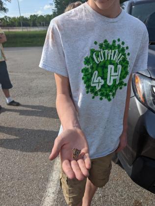 butterflies release