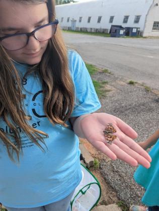 butterflies release