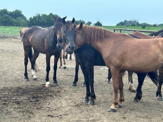 horses