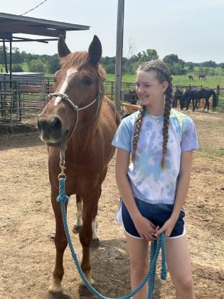 horses
