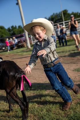 Five-year-old McCoy Hogan of Guthrie competes in the goat undecorating event during the Guthrie Youth Rodeo on Saturday at the Logan County Fairgrounds.