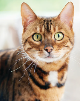City approves TNR program