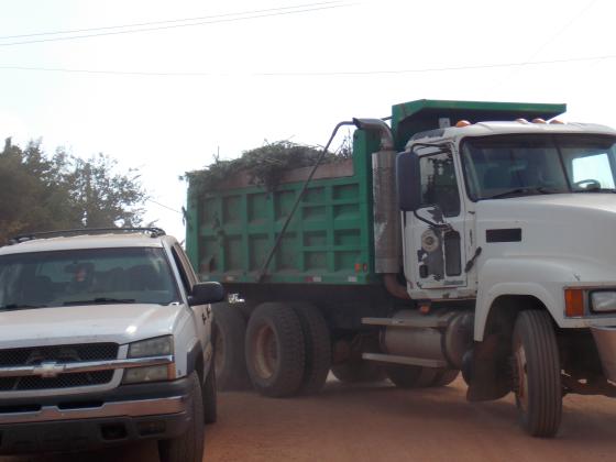 Marijuana plants being hauled away for controlled disposal.