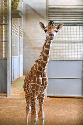 OKC Zoo female giraffe calf, credit Dr. Jennifer D