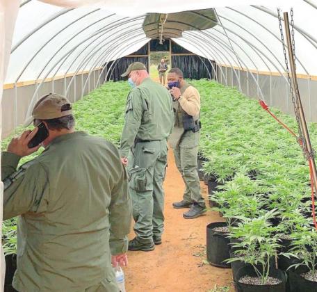 Agents in hoop house. At right, bagged marijuana.
