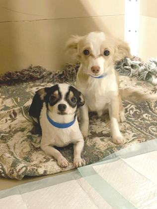 Two of the 21 dogs from the removal now housed at The Human Society of Tulsa. Photo courtesy of Tulsa Humane Society