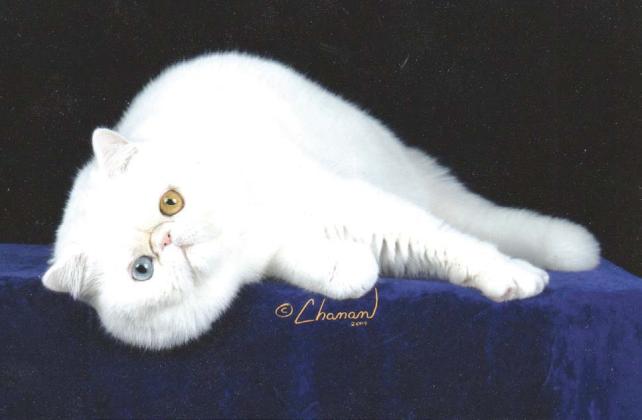 Dancer is an exoctic which looks like a short haired Persian. Dancer spent most of his life in Guthrie.