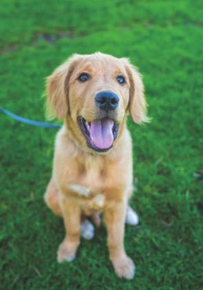 There are changes coming on how animals can be restrained