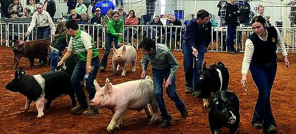 Pig Drive