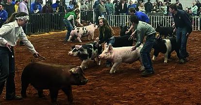 Pig Drive