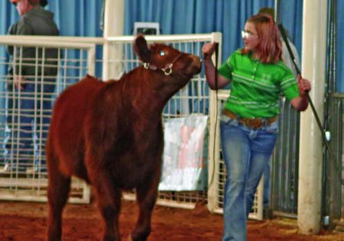 Steer Show