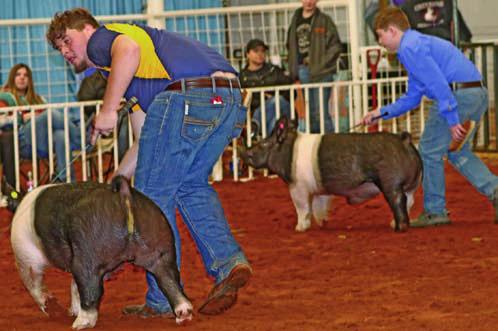 Pigs on the move