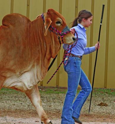 Steer Show