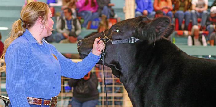 Steer Show