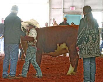 Steer Show