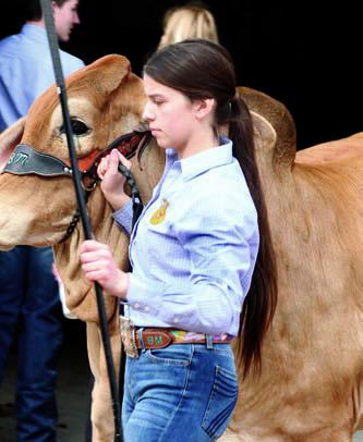 Steer Show