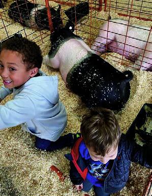 Pig Pen