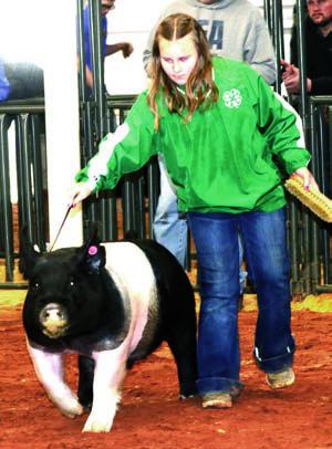 Pig Show