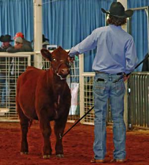Steer Show