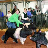 Pigs on the loose