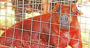 Pig Show