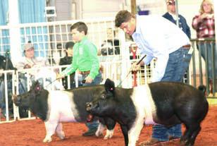 Pig Show