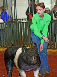 Pig Show