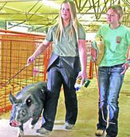 Pig Show