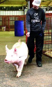 Pig Show