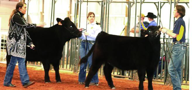 Steer Show