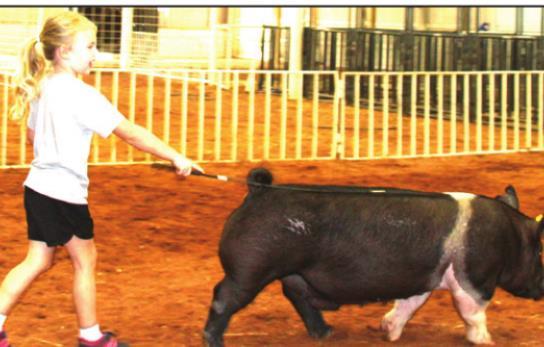 Claire Brown in the Pee Wee showmanship Swine show