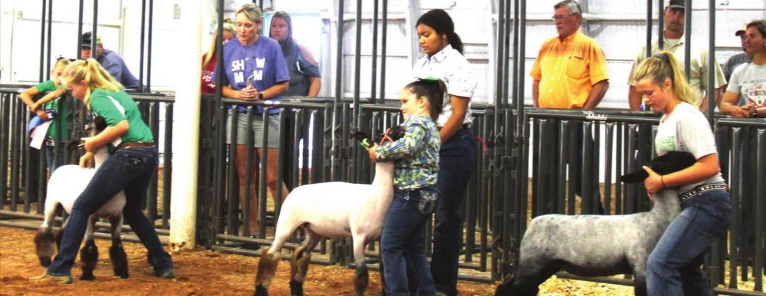 Anna Stephens Laura Garret Kenzie Bell and Kealie Brooks during the EWE sheep show